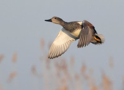 Gadwall - Mareca strepera