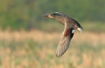 MAP: Gadwall - Mareca strepera