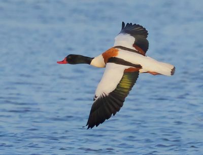 MAP: Common Shelduck - Tadorna tadorna 