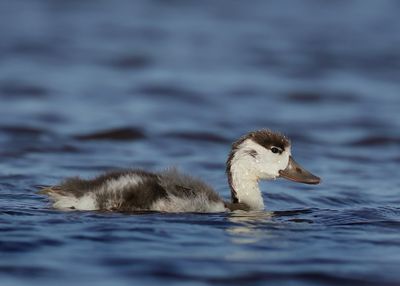 Common Shelduck - Tadorna tadorna 