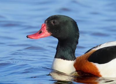 Common Shelduck - Tadorna tadorna 