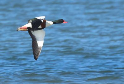 Common Shelduck - Tadorna tadorna 