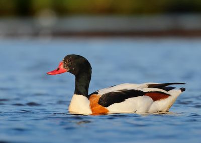 Common Shelduck - Tadorna tadorna 