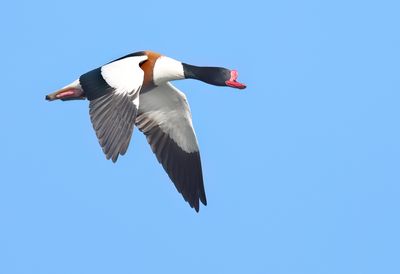 Common Shelduck - Tadorna tadorna 