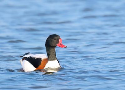 Common Shelduck - Tadorna tadorna 