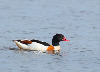 Common Shelduck - Tadorna tadorna 