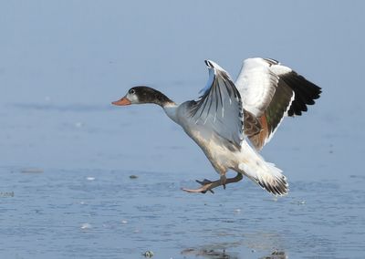 Common Shelduck - Tadorna tadorna 