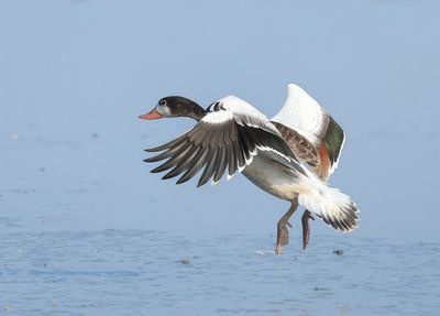 Common Shelduck - Tadorna tadorna 