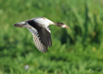 Common Shelduck - Tadorna tadorna 