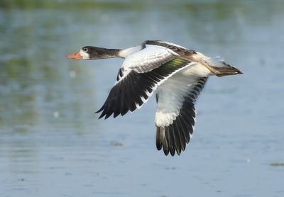 Common Shelduck - Tadorna tadorna 