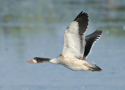 Common Shelduck - Tadorna tadorna 