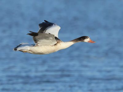 Common Shelduck - Tadorna tadorna 
