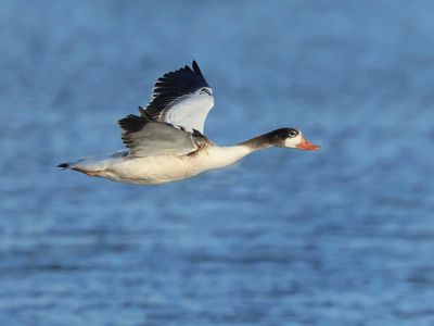 Common Shelduck - Tadorna tadorna 