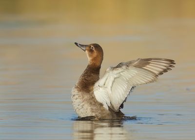 Common Pochard - Aythya ferina