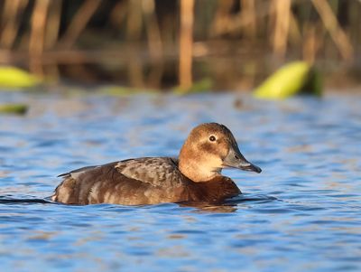 Common Pochard - Aythya ferina