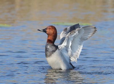 Common Pochard - Aythya ferina