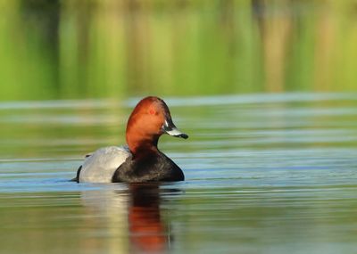 Common Pochard - Aythya ferina