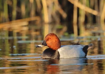 Common Pochard - Aythya ferina