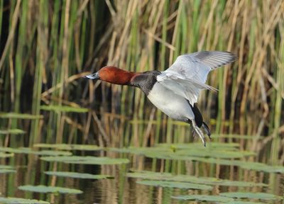 Common Pochard - Aythya ferina