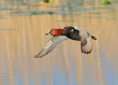 Common Pochard - Aythya ferina