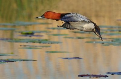 Common Pochard - Aythya ferina
