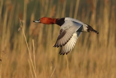 Common Pochard - Aythya ferina
