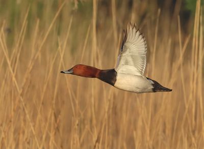 Common Pochard - Aythya ferina