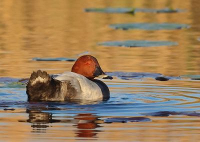 Common Pochard - Aythya ferina