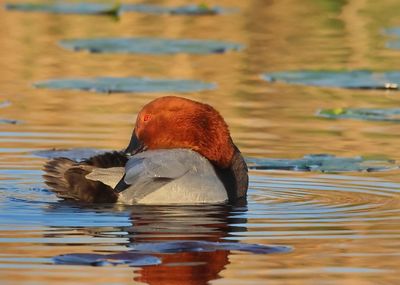 Common Pochard - Aythya ferina