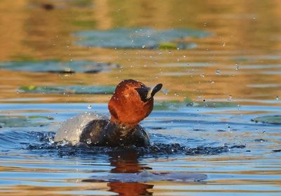 Common Pochard - Aythya ferina