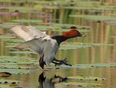 Common Pochard - Aythya ferina