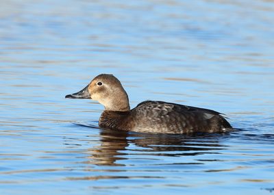 Common Pochard - Aythya ferina
