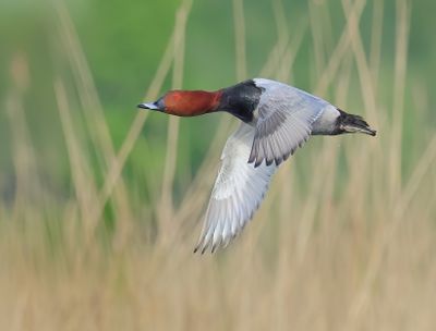 Common Pochard - Aythya ferina