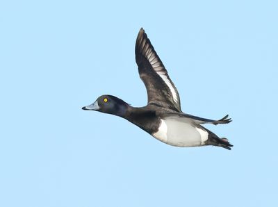 Tufted Duck - Aythya fuligula