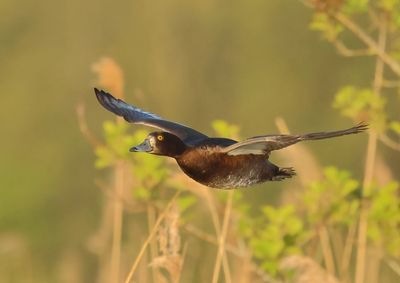 Tufted Duck - Aythya fuligula
