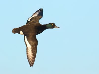 Tufted Duck - Aythya fuligula