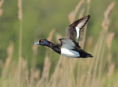 Tufted Duck - Aythya fuligula