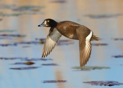 Tufted Duck - Aythya fuligula