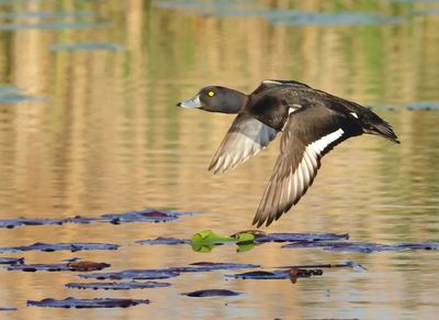Tufted Duck - Aythya fuligula