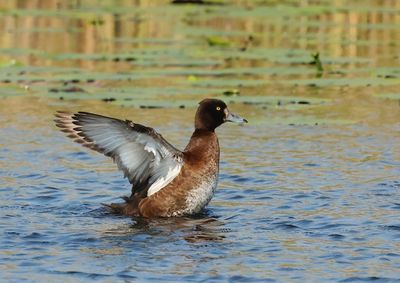 Tufted Duck - Aythya fuligula