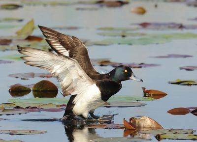 Tufted Duck - Aythya fuligula