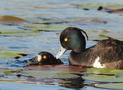 Tufted Duck - Aythya fuligula