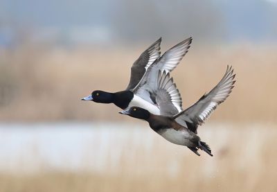 Tufted Duck - Aythya fuligula