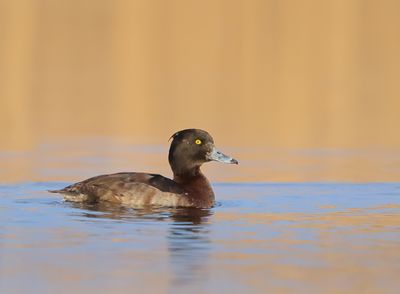 Tufted Duck - Aythya fuligula