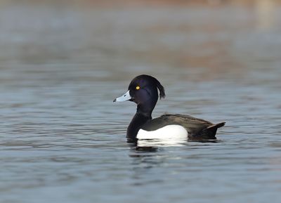 Tufted Duck - Aythya fuligula