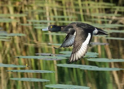 Tufted Duck - Aythya fuligula