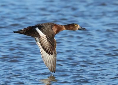 Tufted Duck - Aythya fuligula