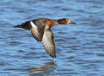 Tufted Duck - Aythya fuligula