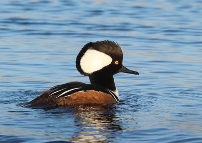 Hooded Merganser - Lophodytes cucullatus 