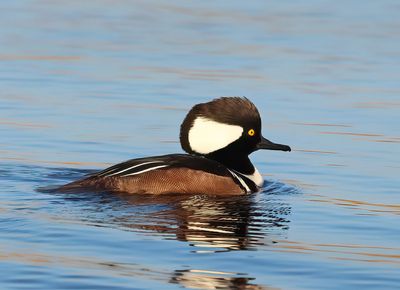 Hooded Merganser - Lophodytes cucullatus 